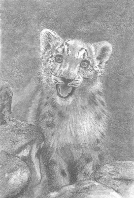 snowleopardweb.jpg