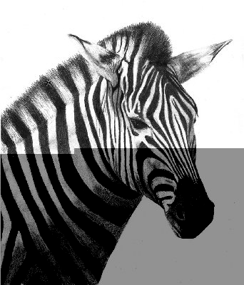 zebra_by_zander_kun-d334ou4.jpg